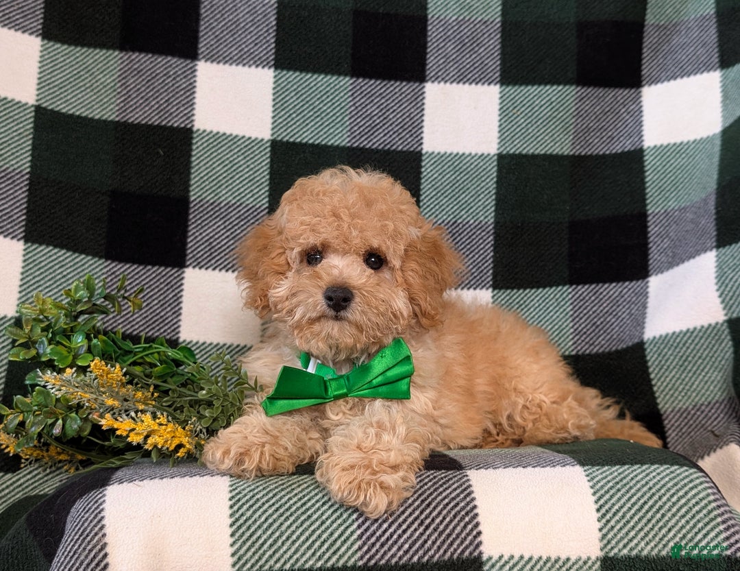 Miniature Poodle dogs for sale: Tanner - Ad 8