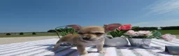 Chihuahua dogs for sale: Chihuahua 5 Sheba - Ad 4