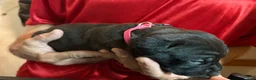 Cane Corso dogs for sale: Pink - Ad 2
