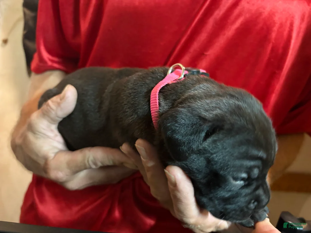 Cane Corso dogs for sale: Pink - Ad 2