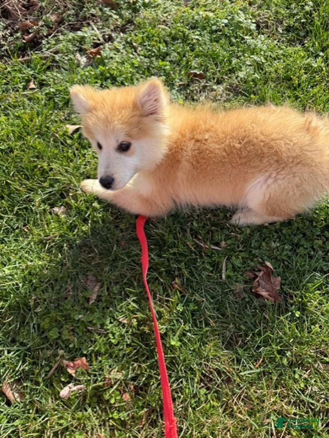 Pomsky dogs for sale: Chief - Ad 5