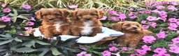 Cavapoo dogs for sale: Peaches - Ad 5