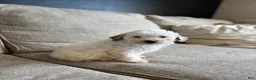 Maltipoo dogs for sale: Biscuit  - Ad 1