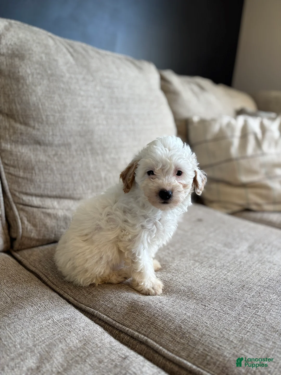 Maltipoo dogs for sale: Biscuit  - Ad 1