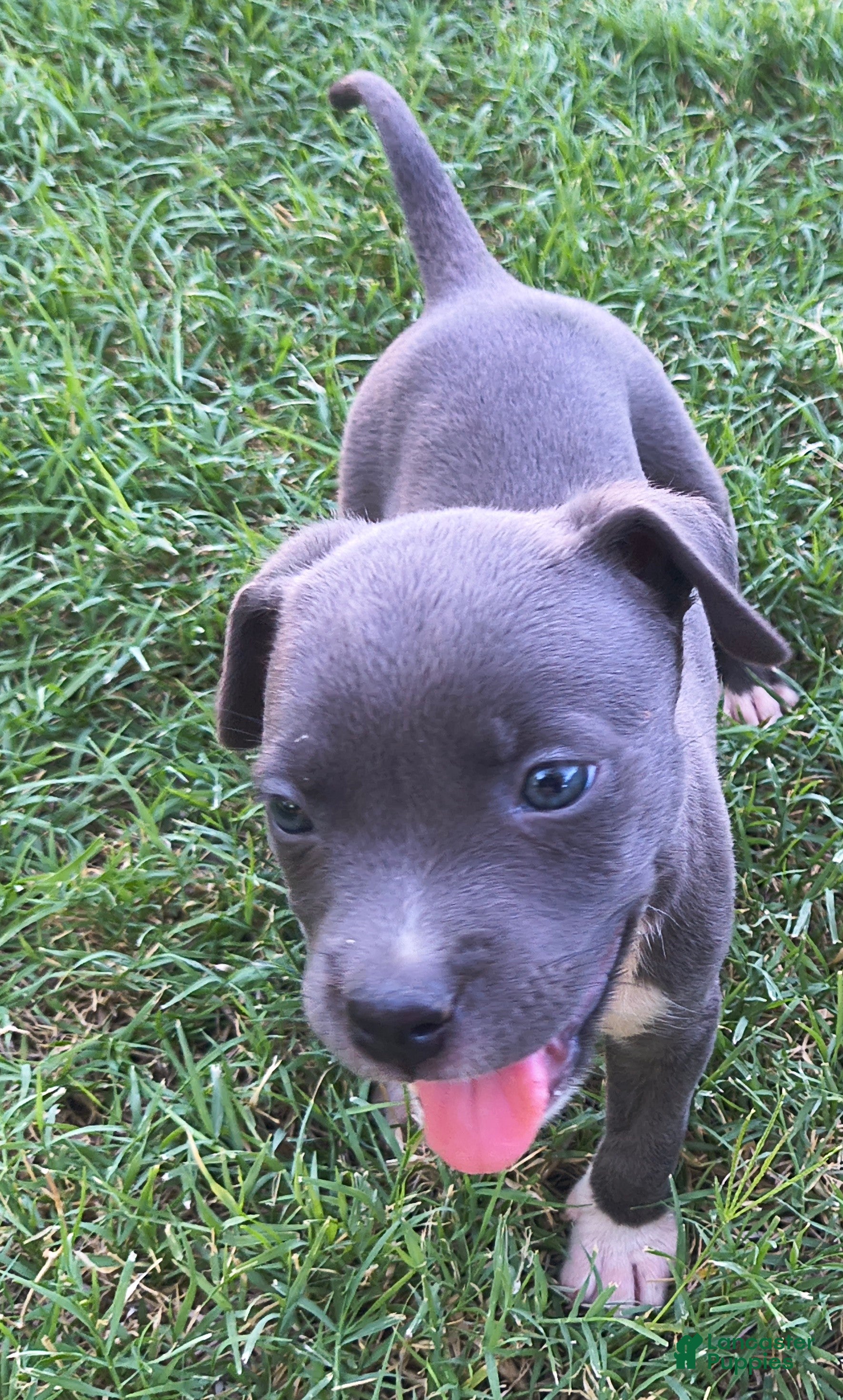 American Pit Bull Terrier dogs Luna - Ad 36
