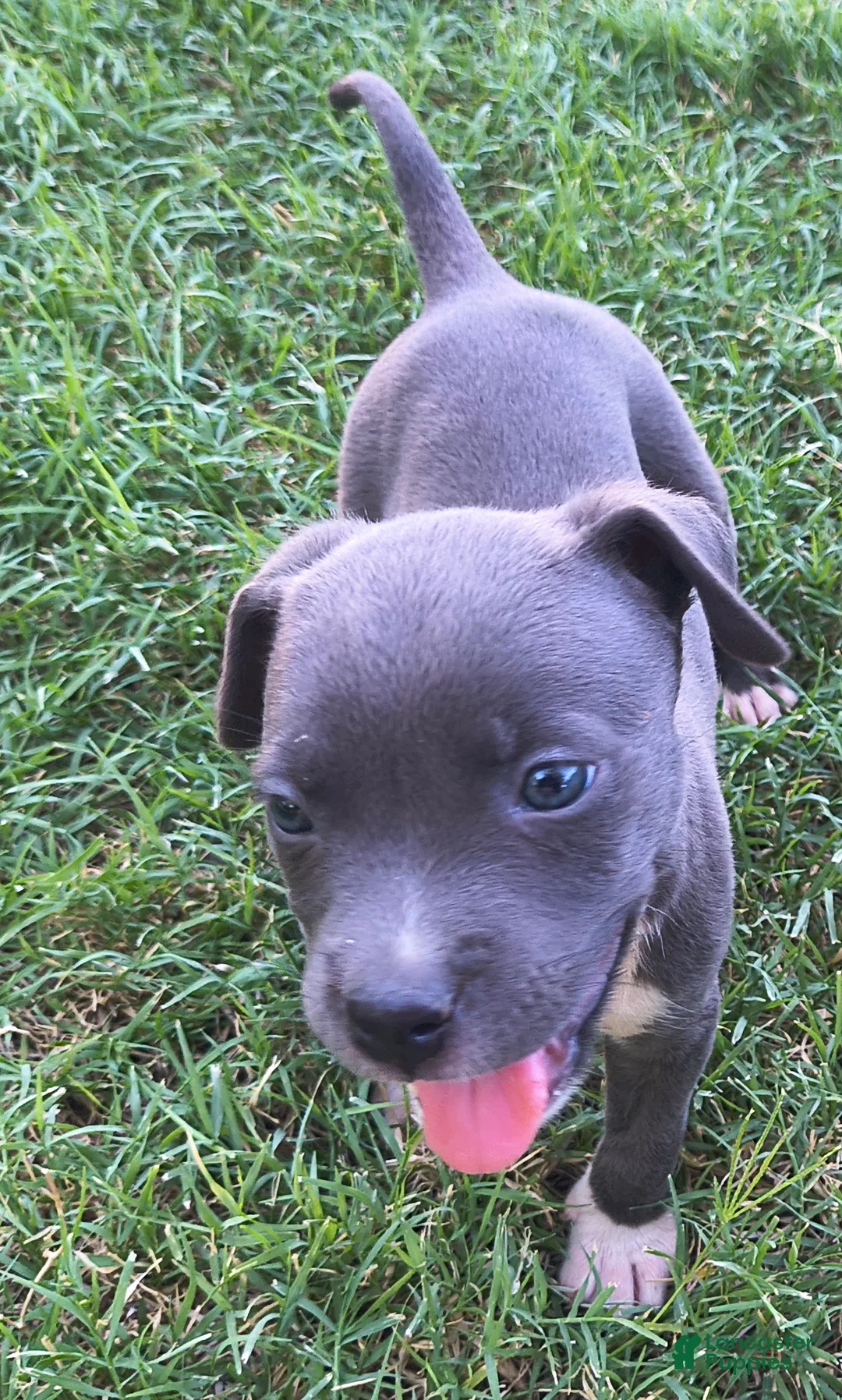 American Pit Bull Terrier dogs for sale: Luna - Ad 1