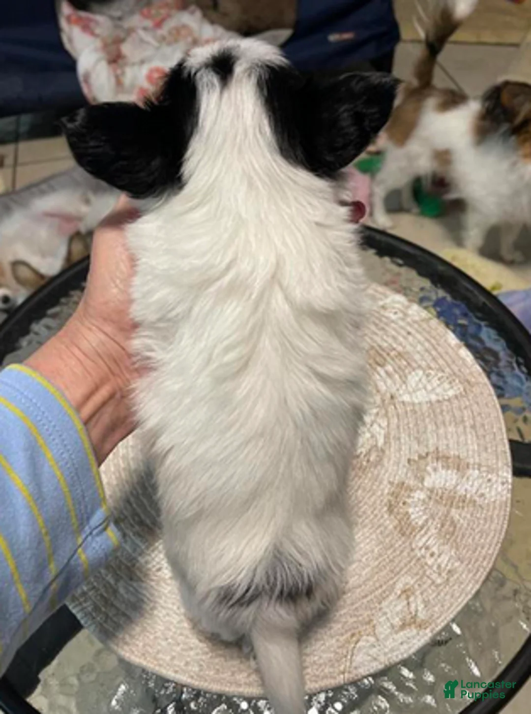 Papillon dogs for sale: Cory - Ad 2