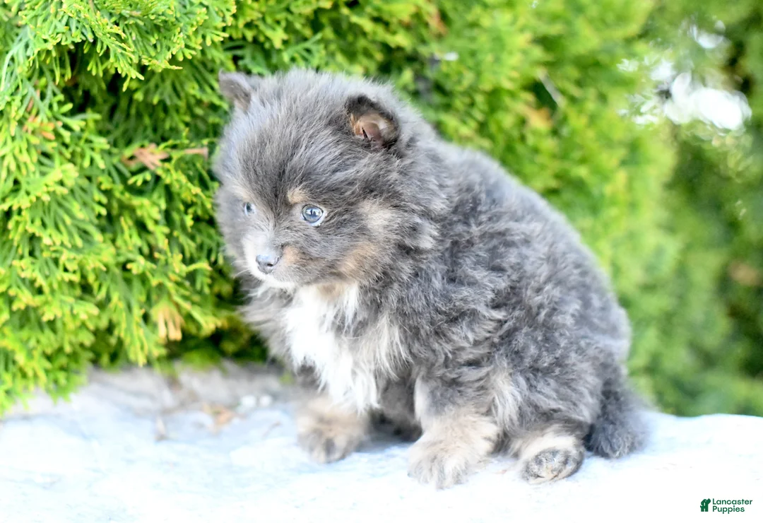 Pomeranian dogs for sale: Ashton - Ad 3