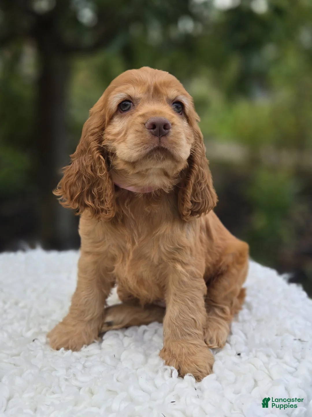 Cocker Spaniel dogs for sale: Kenya - Ad 2