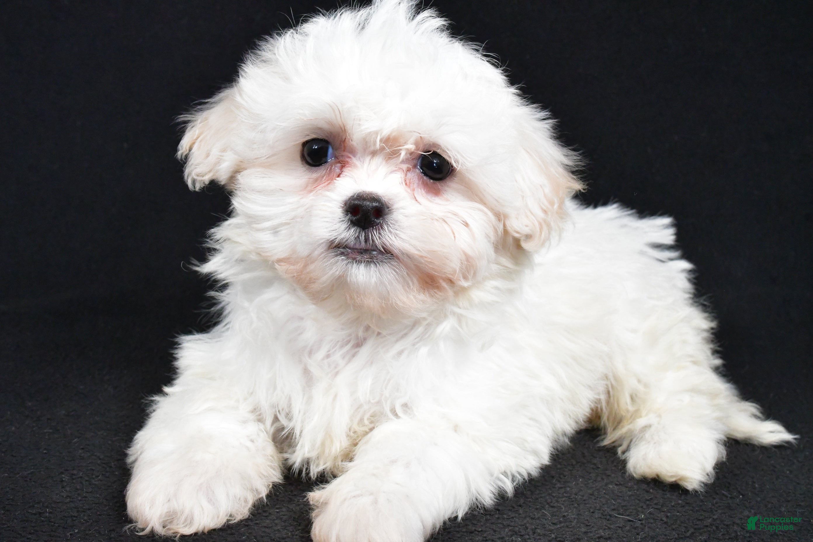 Teddy Bear dogs Clover - Ad 16