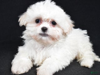 Teddy Bear dogs Clover - Ad 33