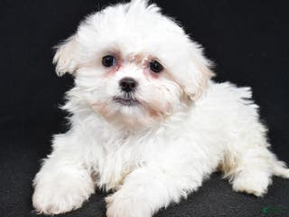 Teddy Bear dogs Clover - Ad 3