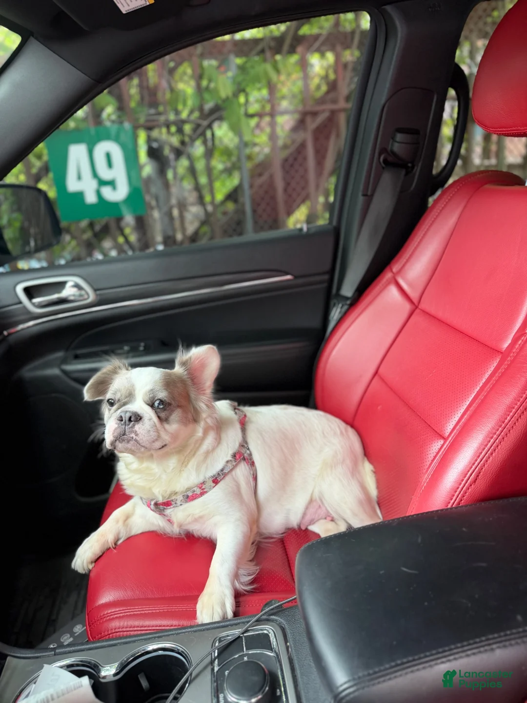 French Bulldog dogs for sale: ROSE - Ad 2