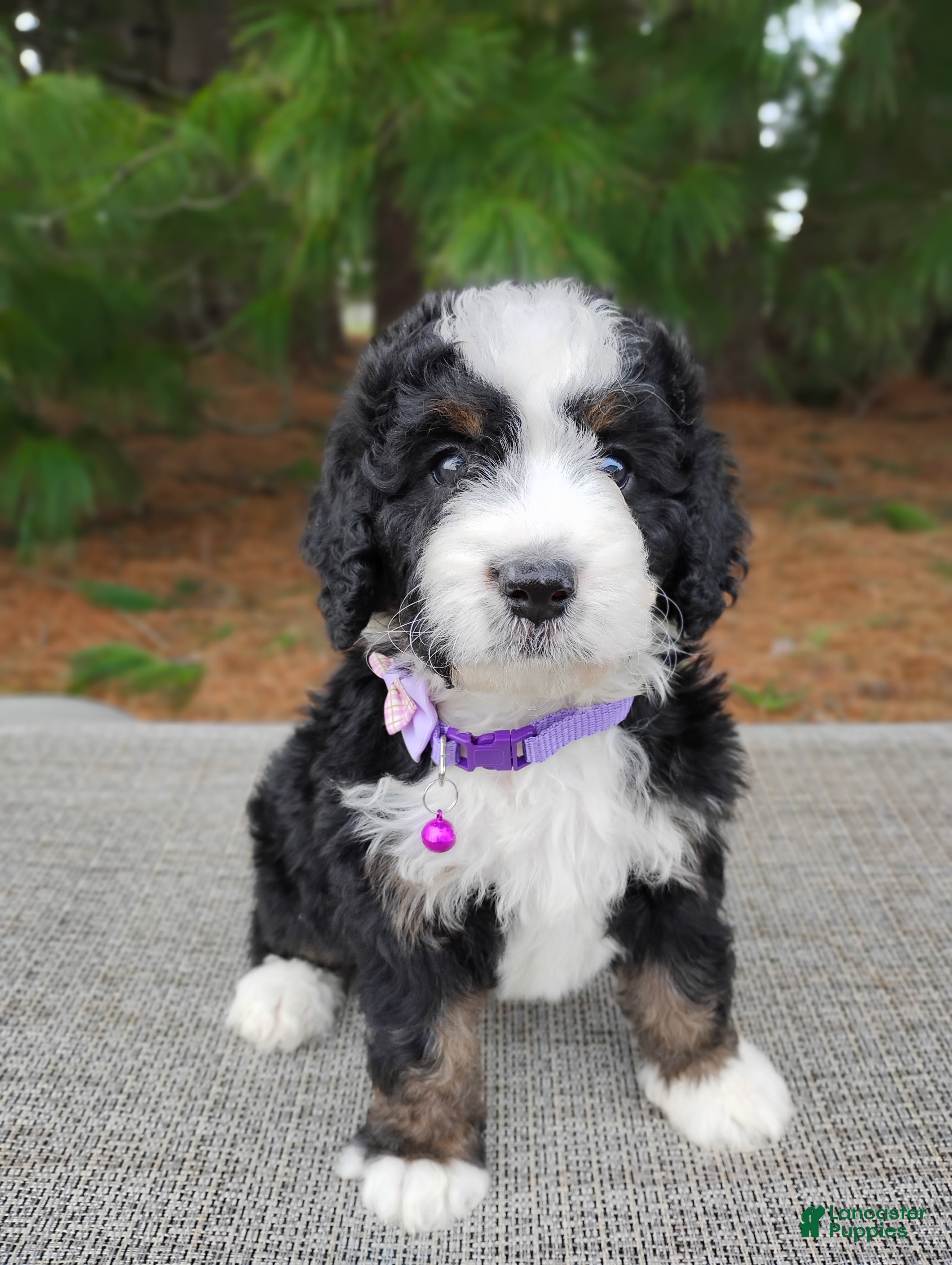 Mini Bernedoodle dogs Mini Bernedoodle Puppy 4 - Ad 2