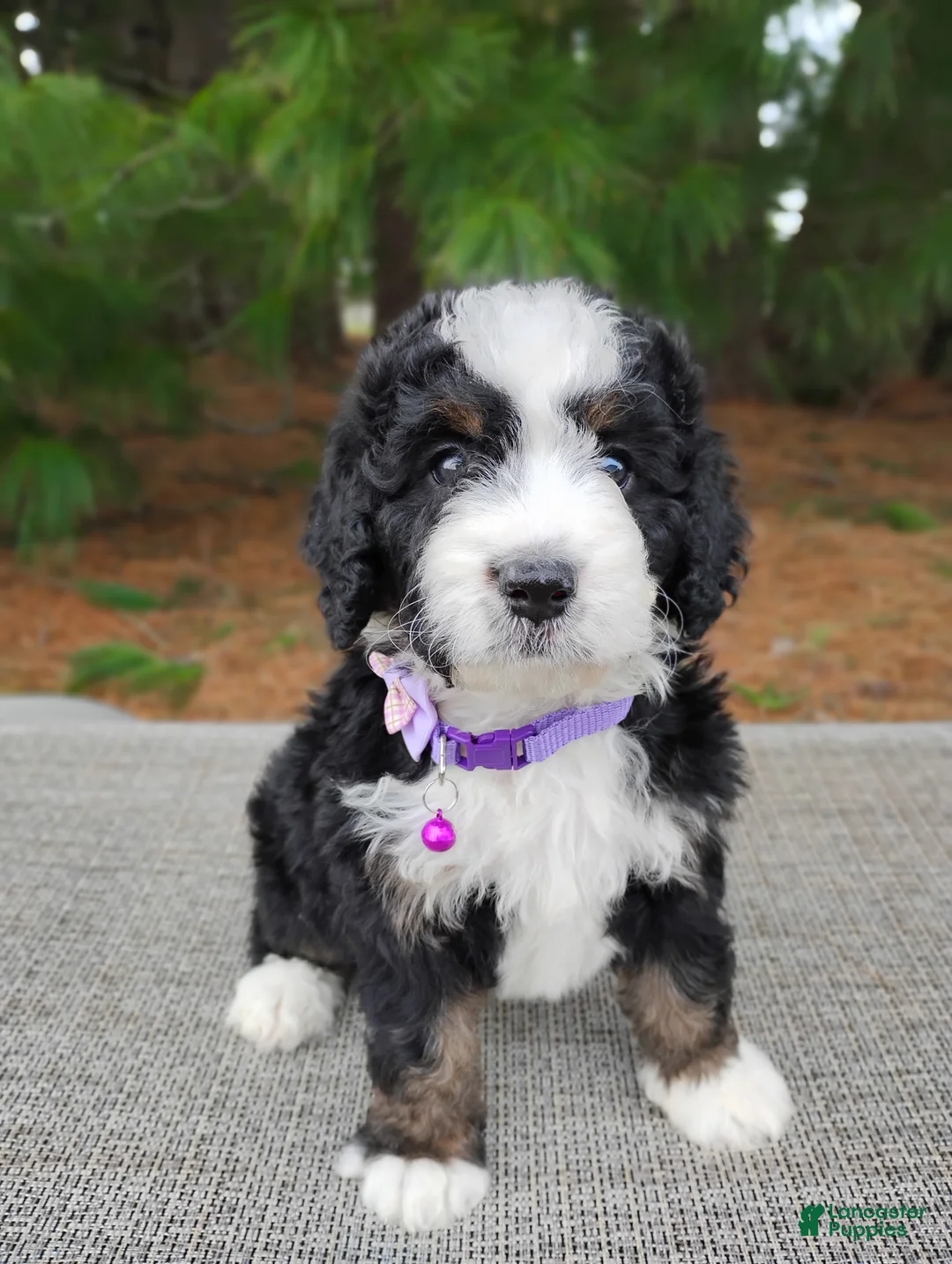 Mini Bernedoodle dogs for sale: Mini Bernedoodle Puppy 4 - Ad 2