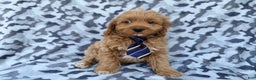 Cockapoo dogs for sale: Comet - Ad 7