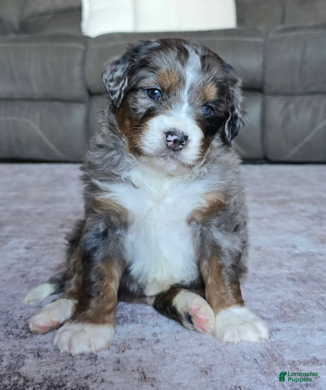 Mini Bernedoodle dogs for sale: Mini Chief - Ad 1