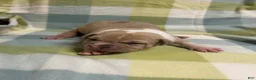 American Bully dogs for sale: American Bully Puppy 2 - Ad 2