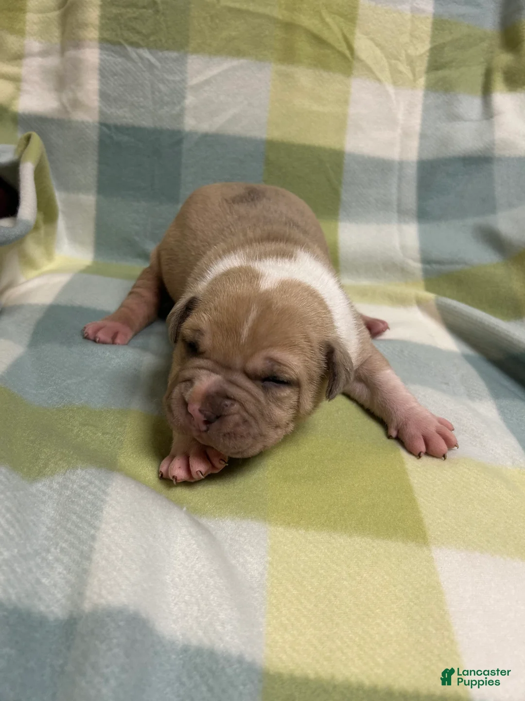 American Bully dogs for sale: American Bully Puppy 2 - Ad 2