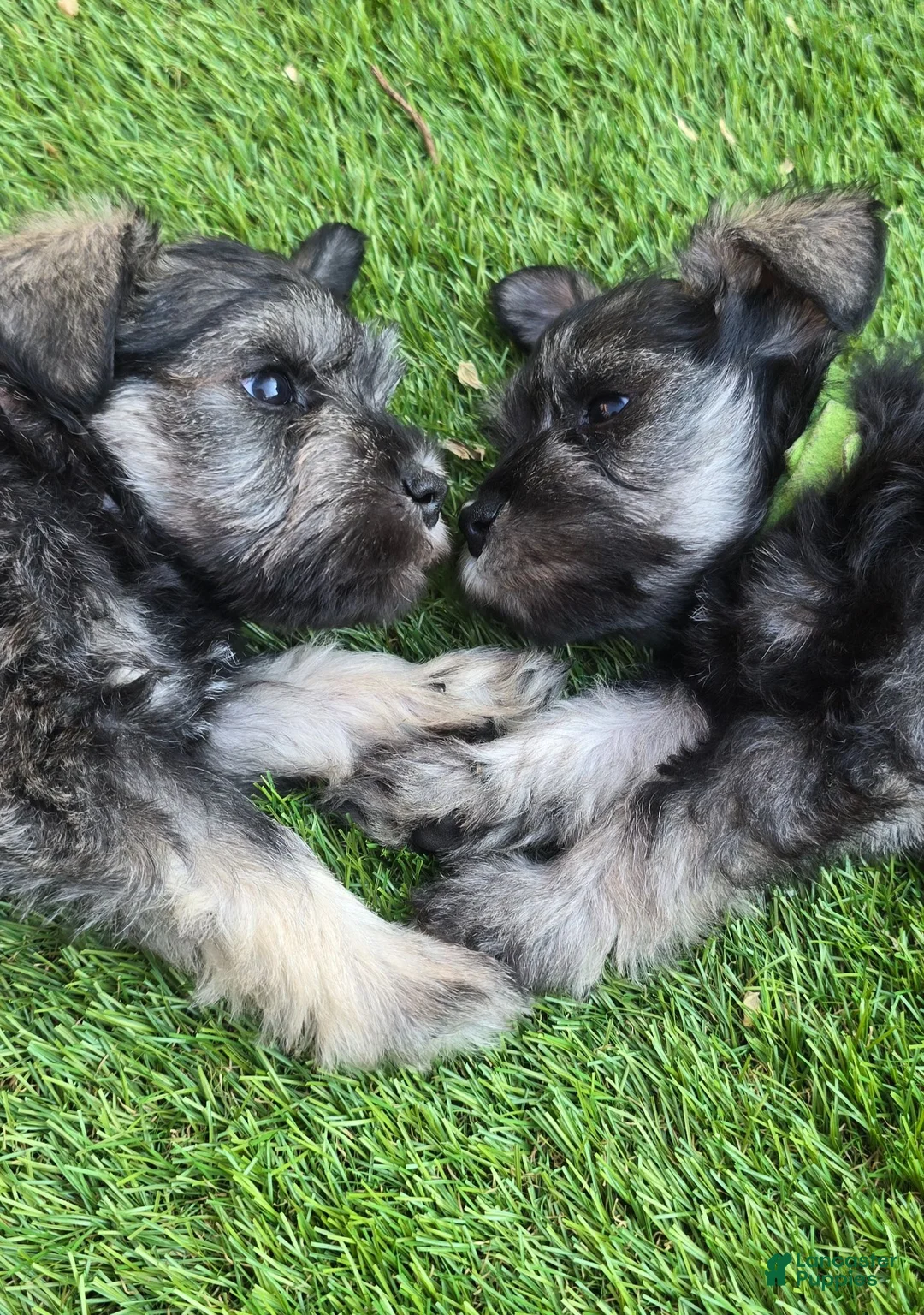 Miniature Schnauzer dogs for sale: Miniature Schnauzer 5 - Ad 18