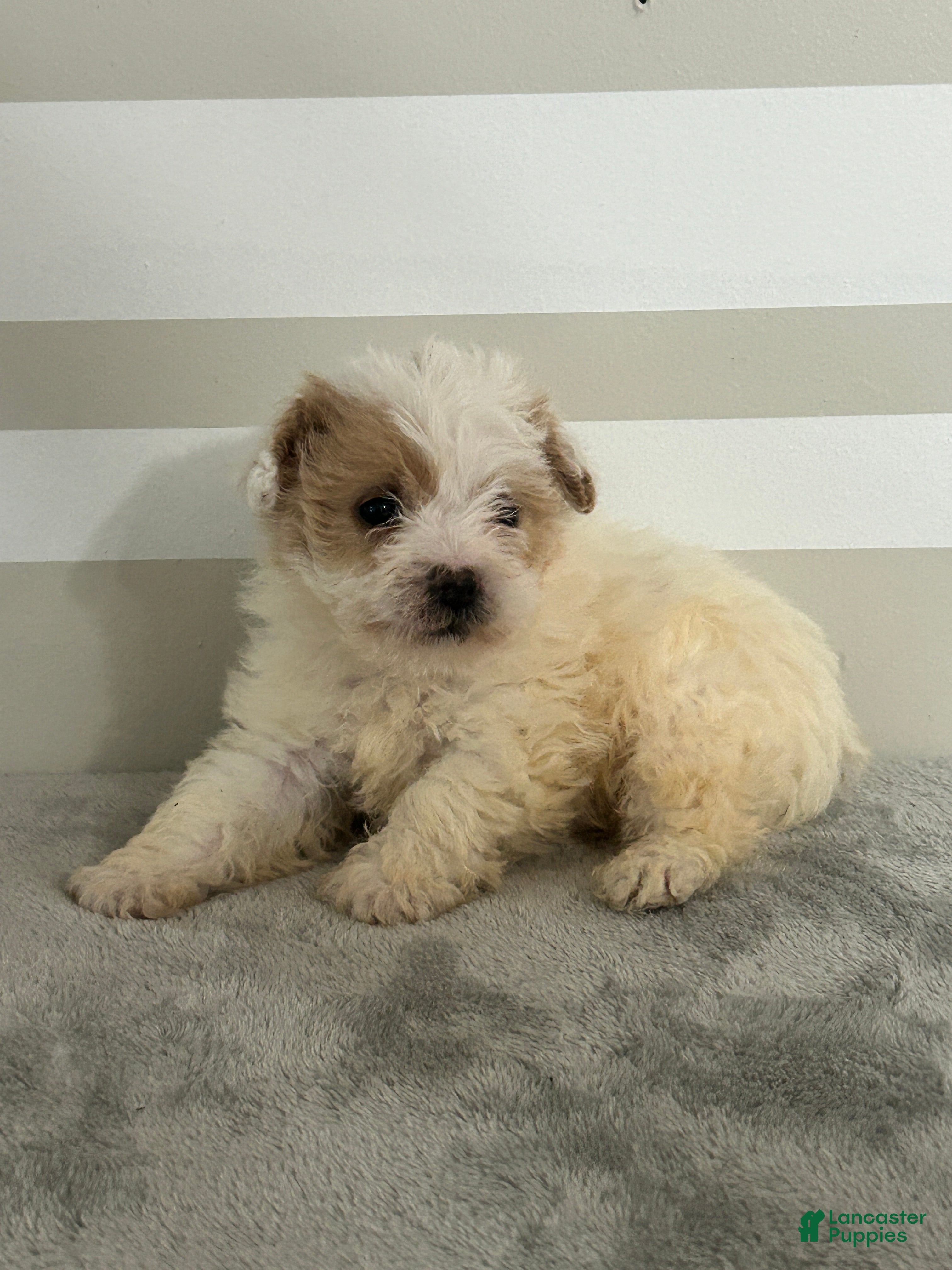 Maltipoo dogs Brandon - Ad 8