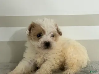 Maltipoo dogs Brandon - Ad 8