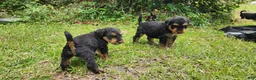 Airedale Terrier dogs for sale: Enchanted Airedales - Orange Boy - Ad 14