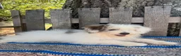 Mixed Breed dogs for sale: Lonnie - Ad 2