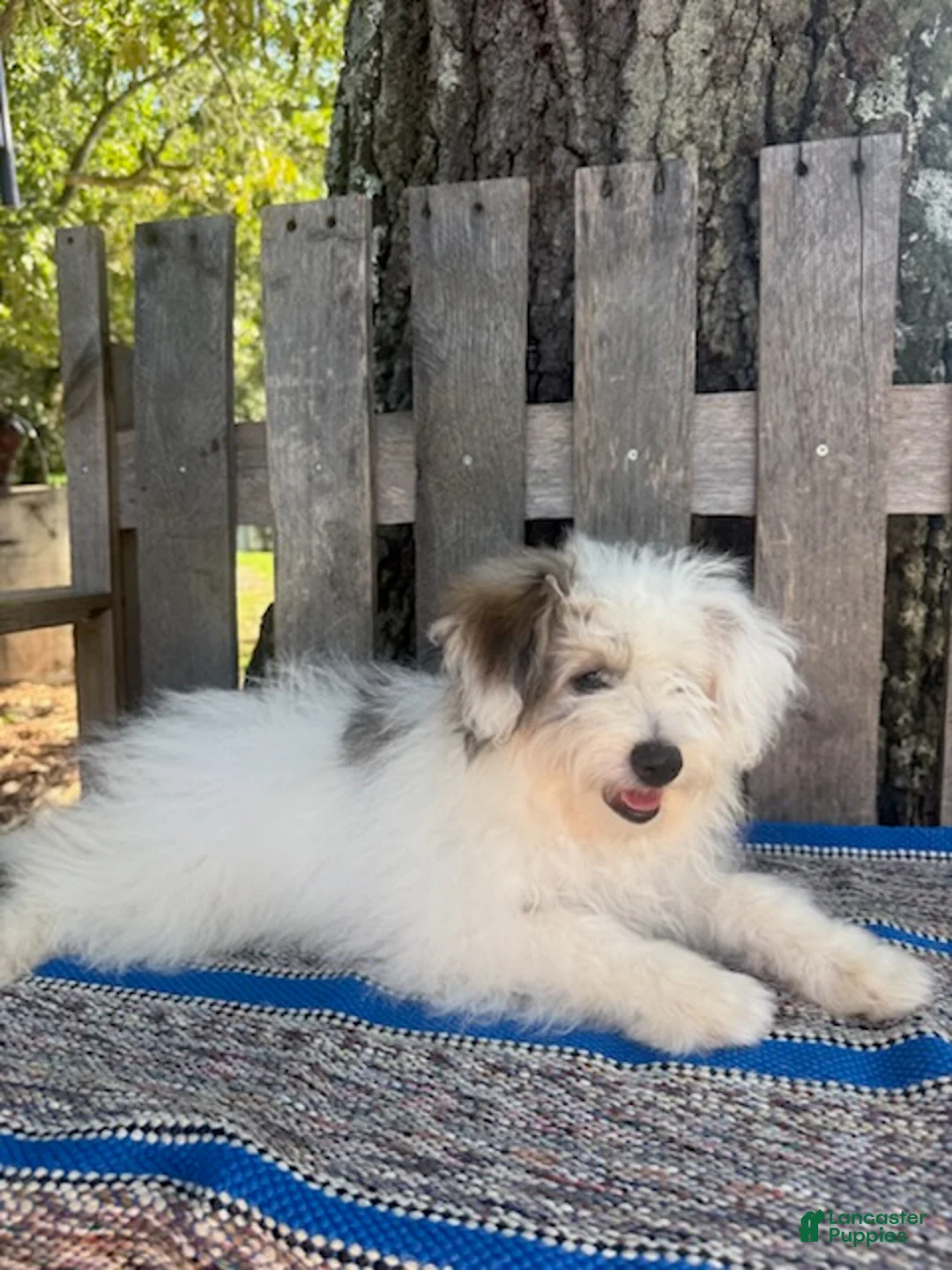 Mixed Breed dogs for sale: Lonnie - Ad 2