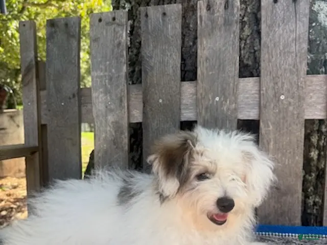 Mixed Breed dogs Lonnie - Ad 2