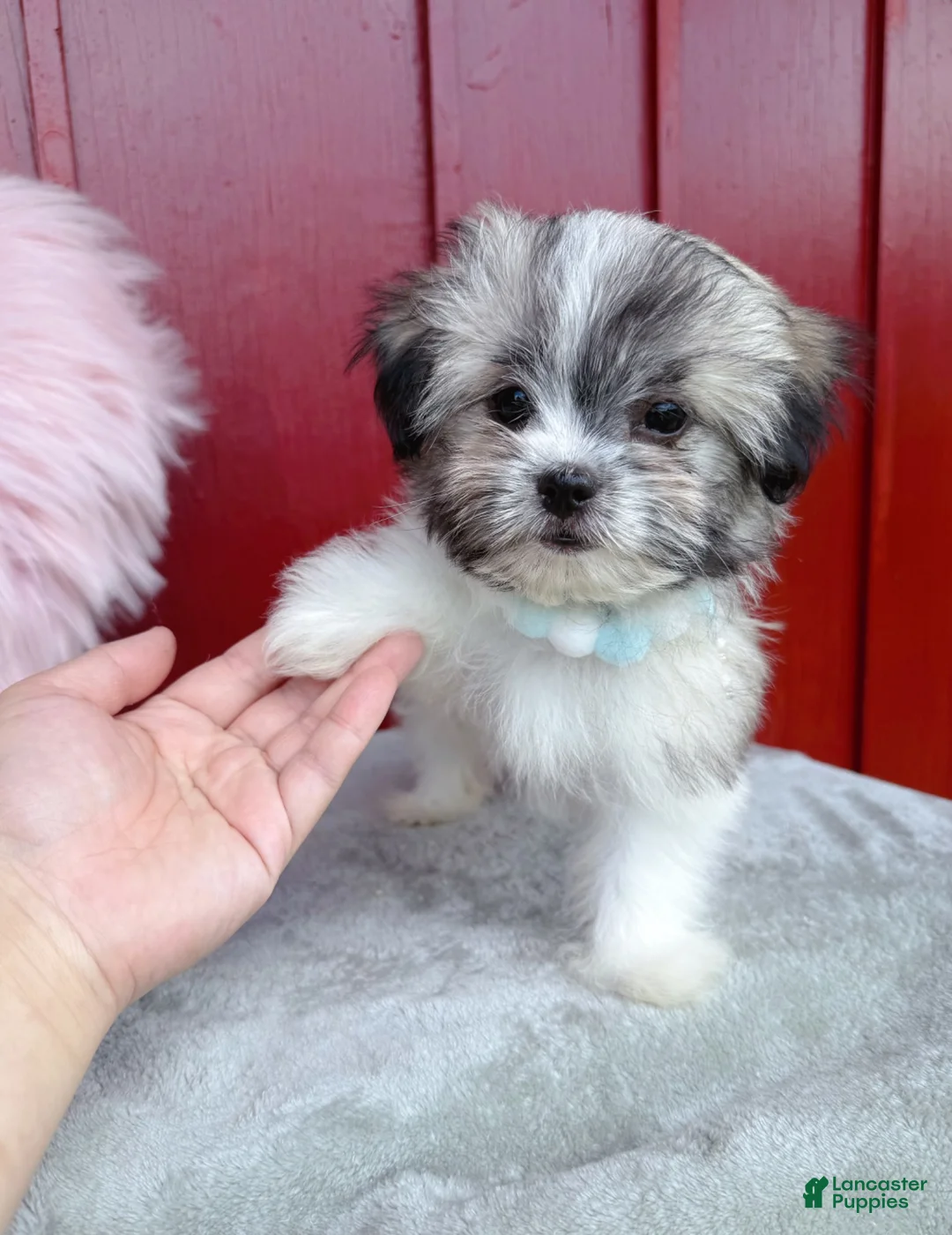 Malshi dogs for sale: 🩵Pepper🩵 - Ad 1