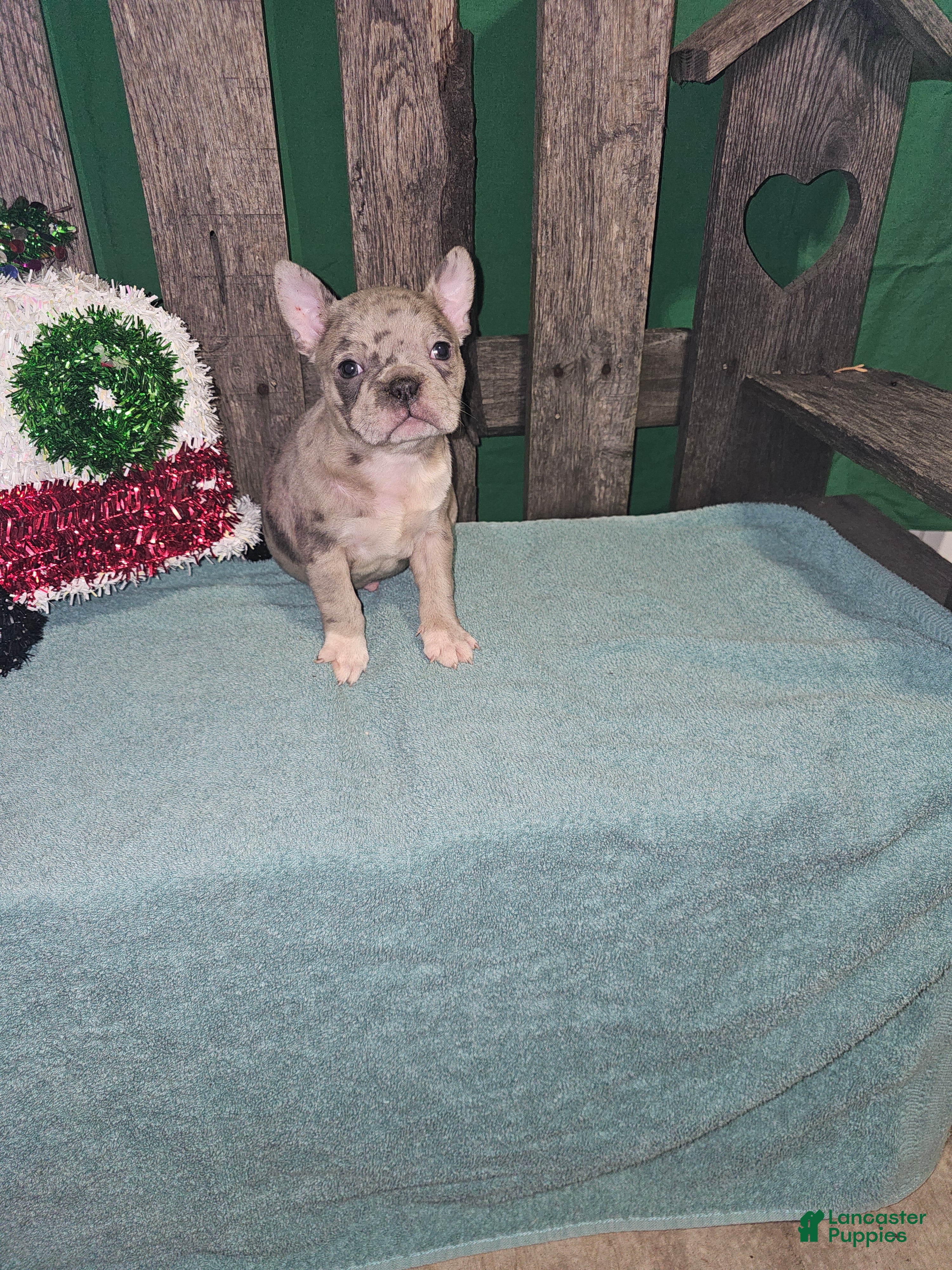 Frenchton dogs Cooper  - Ad 12