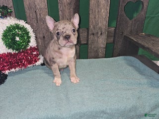 Frenchton dogs Cooper - Ad 8