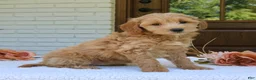 Mini Goldendoodle dogs for sale: Tessa  - Ad 1