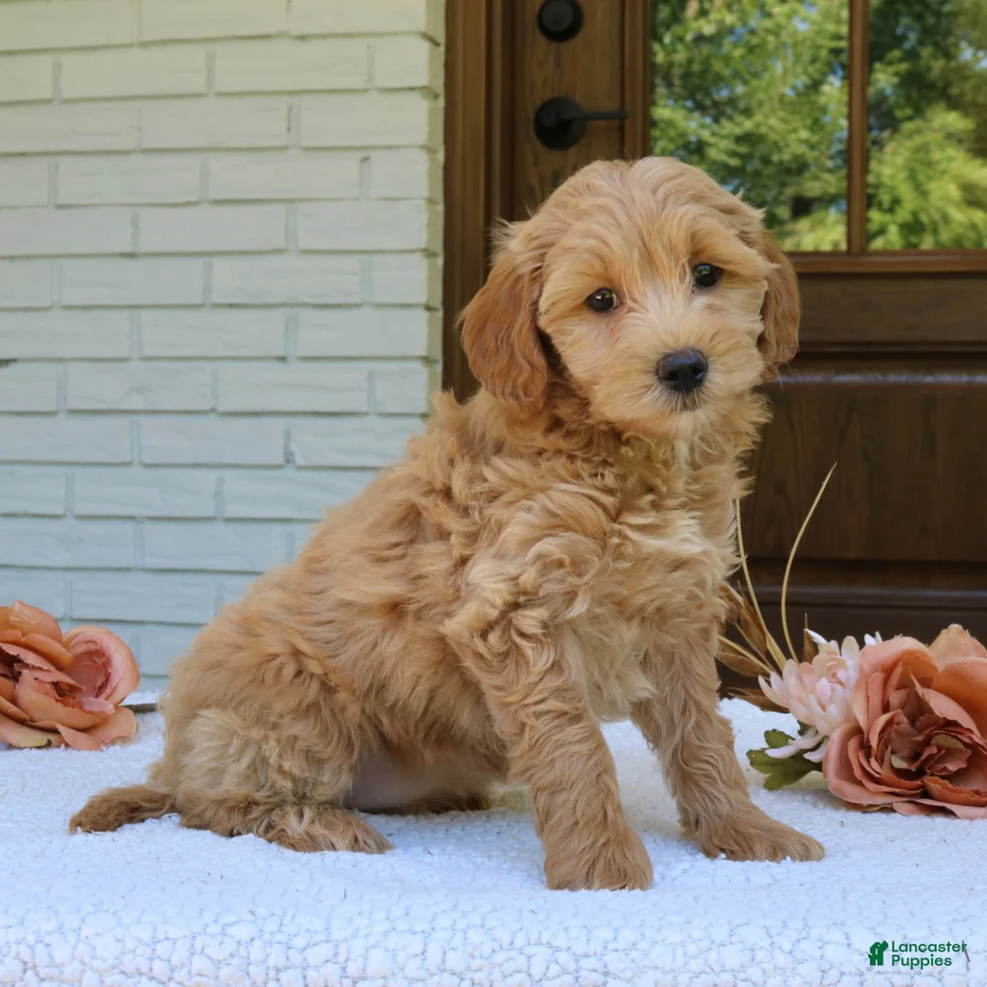 Mini Goldendoodle dogs for sale: Tessa  - Ad 1
