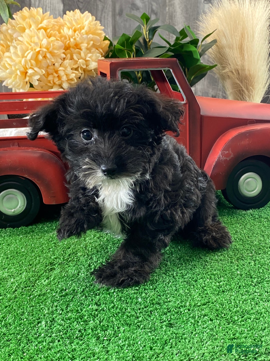 Yorkiepoo dogs for sale: Paco - Ad 4
