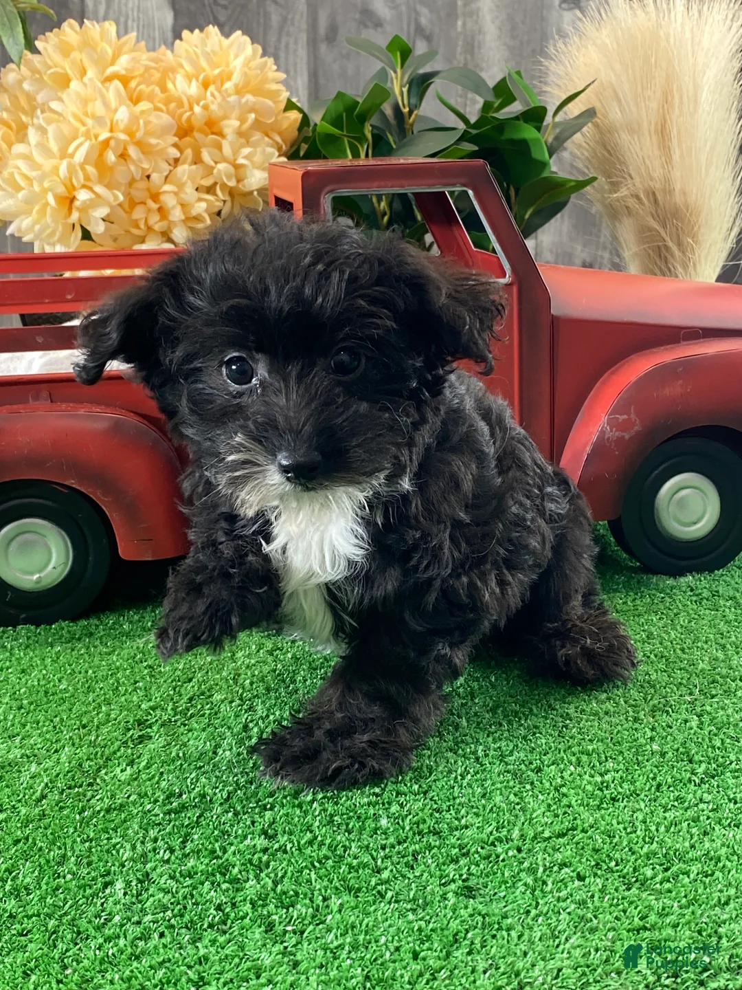 Yorkiepoo dogs for sale: Paco - Ad 4