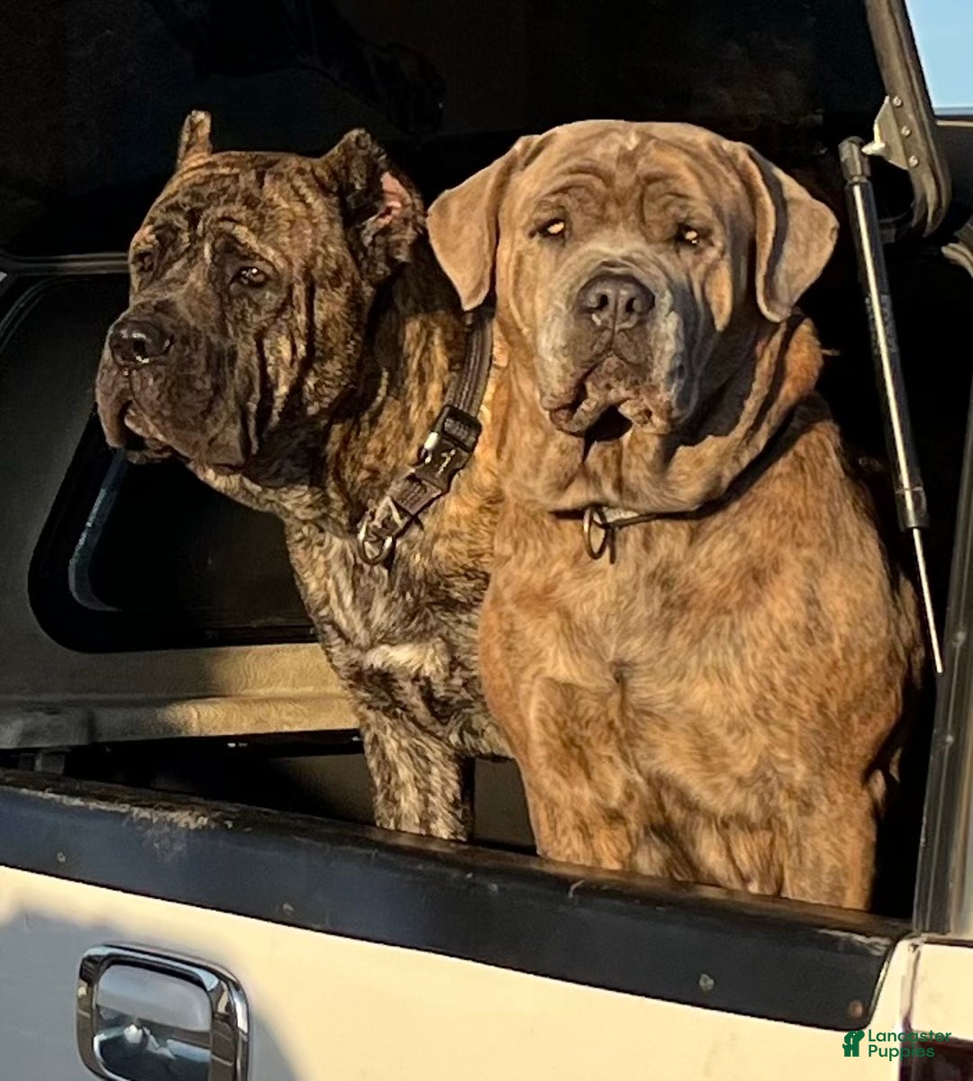 Gallery Image {{count}}