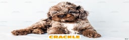 Cockapoo dogs for sale: Crackle - Ad 14