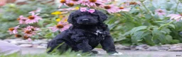 Newfypoo dogs for sale: Mia - Ad 3