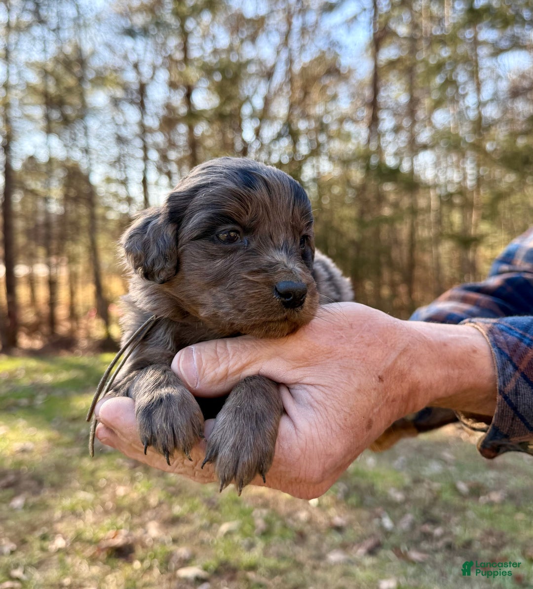 Goldendoodle dogs for sale: Goldendoodle Puppy 1 - Ad 1