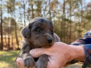 Goldendoodle dogs Goldendoodle Puppy 1 - Ad 11