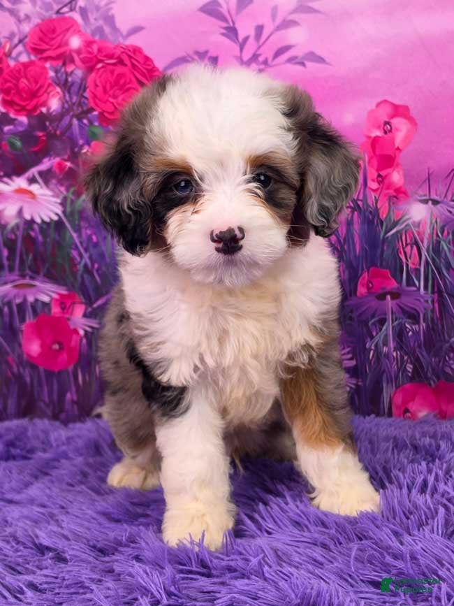 Mini Bernedoodle dogs Smoki Munchkin Bernedoodle - Ad 1