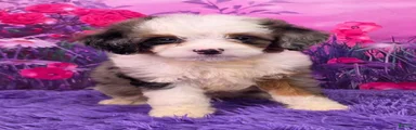 Smoki Munchkin Bernedoodle