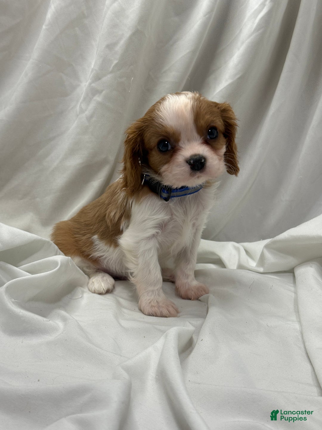 Cavalier King Charles Spaniel dogs for sale: Blue - Ad 3