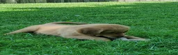 Golden Retriever dogs for sale: Copper - Ad 7