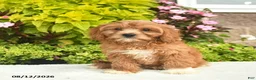 Cavapoo dogs for sale: Ike - Ad 4