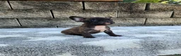 French Bulldog dogs for sale: Jazz - Ad 6