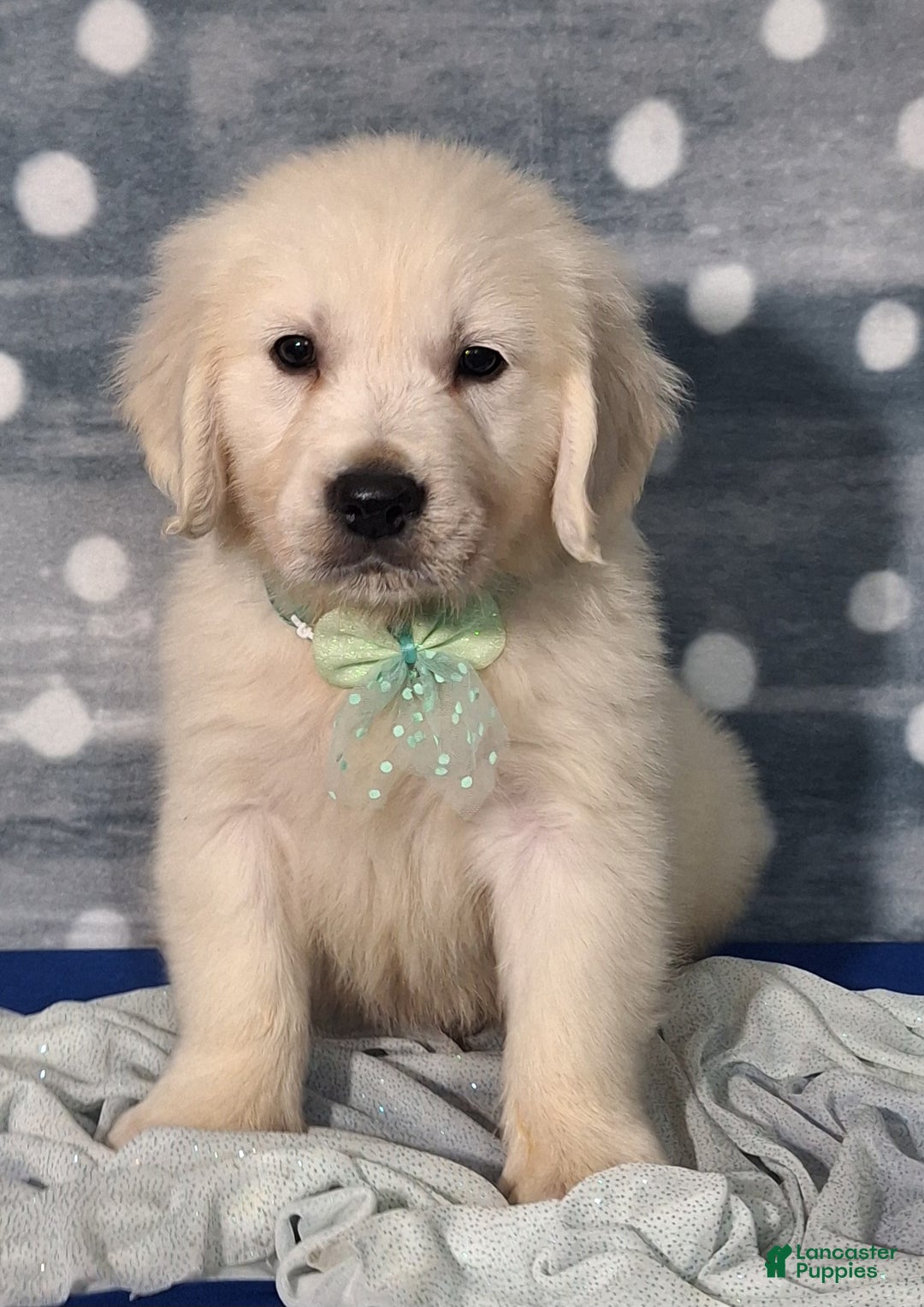 Golden Retriever dogs for sale: Jasper - Ad 2