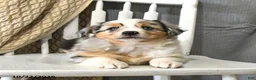Miniature Australian Shepherd dogs for sale: Tassel - Ad 3